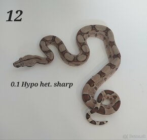 Boa constrictor, Python regius adult/CB7/24, Doprava/Faunia - 10