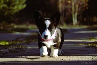 Welsh Corgi Cardigan Krásna FCI dievčina - 10