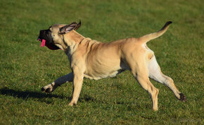 boerboel Ballotada - 2 krásné feny -6měsíců - 10