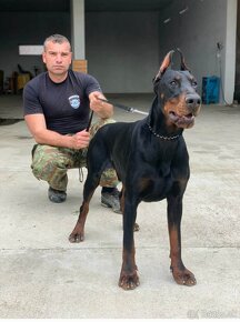 Doberman s FCI P.P. - 10