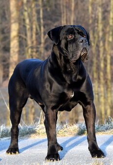 Cane Corso štěňata s FCI PP - 10