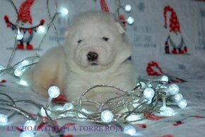 Samojed s PP FCI- LA TORRE ROJA - 10