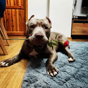 Americký pitbulterier pitbul pitbull red nose Top - 10