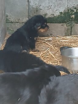 Rotvajler, rottweiler, rtw - 10