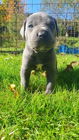 Cane Corso s PP - 10