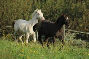 Black Appaloosa colt - 10