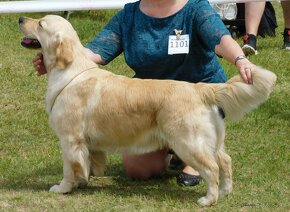 Zlatý Retriever / Golden Retriever s PP - 10