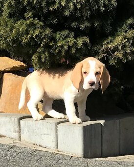 Bígel Beagle Bigl s PP FCI (bicolor) - 10