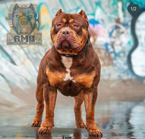 American bully XL, pitbull xxl - 10