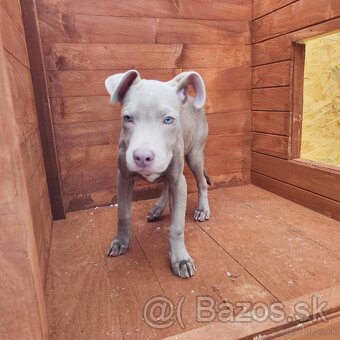 Americký pitbulterier pitbul pitbull silver lilac rare Top - 10