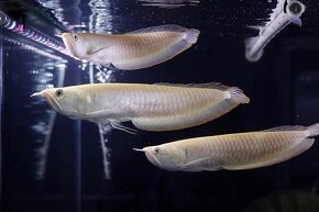 Cichla pinima + mix - 10