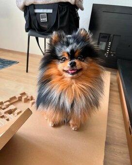 Pomeranian Boo - 10