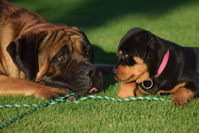 búrský buldok- boerboel - 10