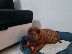 ⭐️SHAR-PEI šteniatko - 10