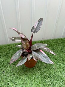 Philodendron pink Princess - 10