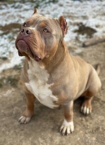 American bully s PP - 10