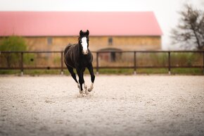 Roční American Quarter Horse black klisna, vnučka Gunnera - 10