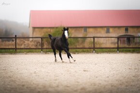 Roční American Quarter Horse black klisna, vnučka Gunnera - 10