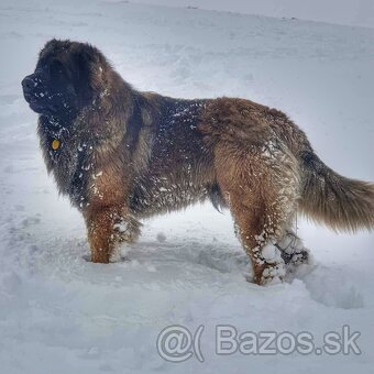 Leonberger s PP - 10