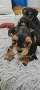 Predám Yorkshire terrier mini - 10