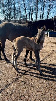 Grullo klisna American Quarter Horse v typu bull - 10