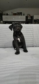 Cane corso s PP - 10