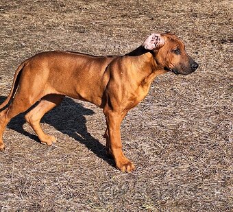 Rhodesian Ridgeback - 10