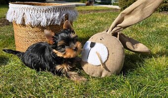 Yorkshire Terrier s PP - 10