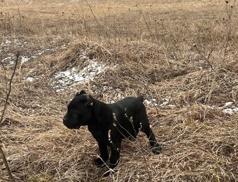 Šteniatko Cane Corso – úplne čierny psík - 10