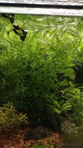 Krevetky,  akvarijné rastlinky - 10