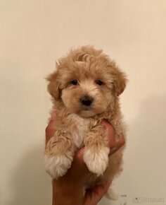 Mini maltipoo +36209877091 - 10