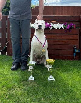 Argentínska doga štěňata, Dogo Argentino - 10