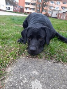 Darujem 3 rocnu fenku otec labrador mama cane corso. - 10