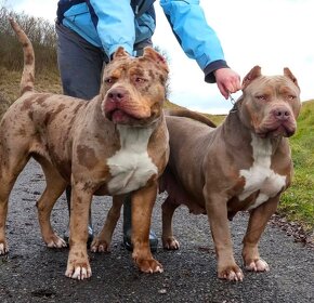 American Bully XL /XXL Pitbull - 10