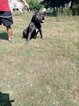 Cane corso modrý psík - 10