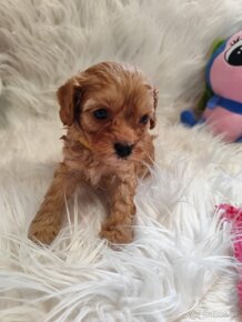 Cavapoo - 10