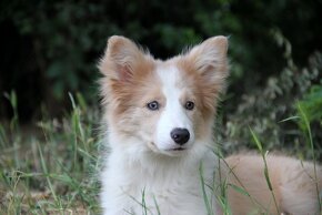 Border kólia bez pp, border collie - 10