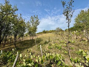 MAĎARSKO - BODVASZILAS VINNÁ PIVNICA, CHATA S POZEMKOM 1500  - 10