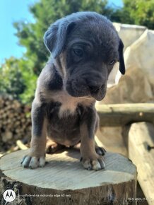 Šteniatka Cane Corso - 10