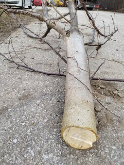 Prenajmem drvič /štiepkovač/ konárov do 16cm. - 10