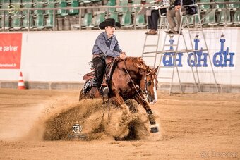 Kobylka Quarter Horse (AQH) - 10