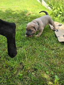 Cane corso krytie - 10