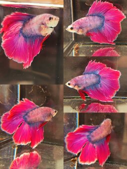 Betta Splendens - Bojovnica Pestrá. - 10