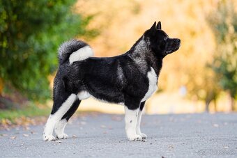 Americká Akita - 10