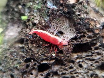 Predám krevetky Neocaridina Red Fire Painted - Grade SS - 10