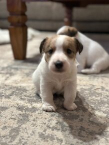 Jack russel terier + foxterier - 10