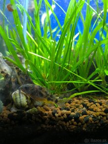 Corydoras paleatus - 10