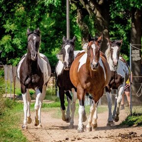 Kvalitní Paint Horse klisna 7 panel NN, homozygot TT - 10