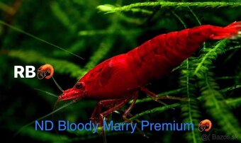 Premium Caridina a Neocaridina - odber MARTIN - 10