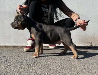 American Bully pocket - 10